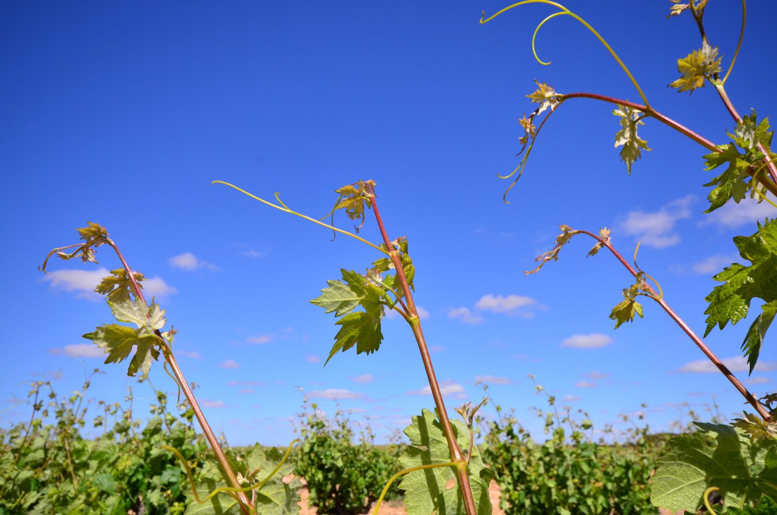 Reben und Blauer Himmel